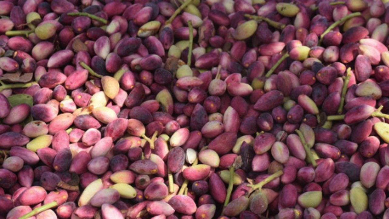 Gaziantep’te kırmızı fıstığın fiyatı belli oldu?