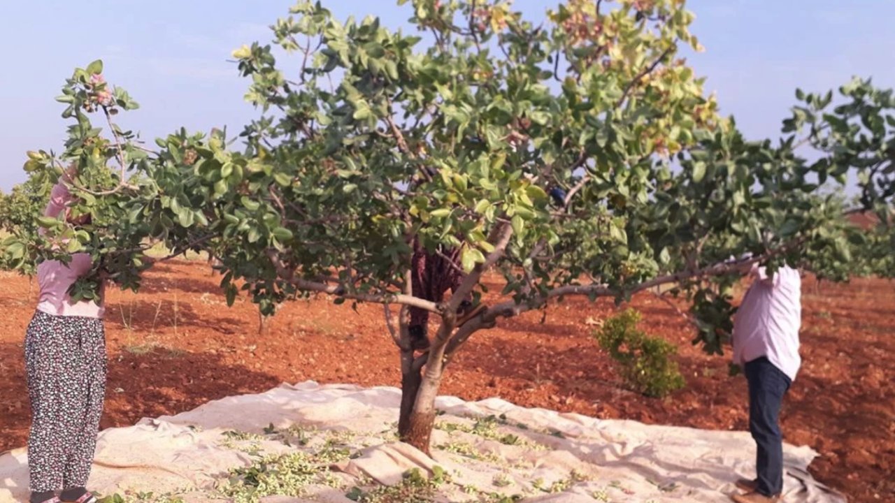 Gaziantep’te fıstık toplama yevmiyeleri belli oldu! Devlüp fiyatları tavan yaptı