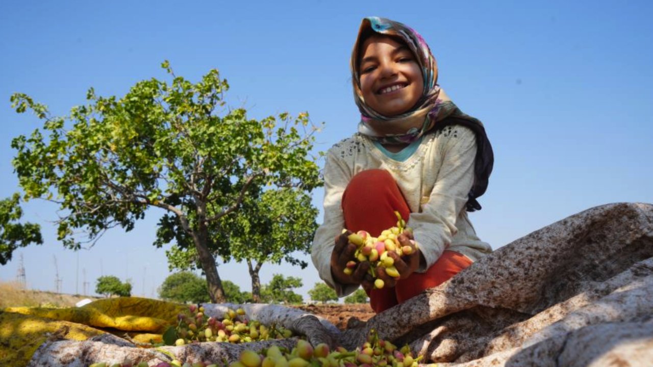 Gaziantep, Kilis, Şanlıurfa'da Fiyatı Altın İle Yarışan Boz Fıstığın Hasadı Başladı
