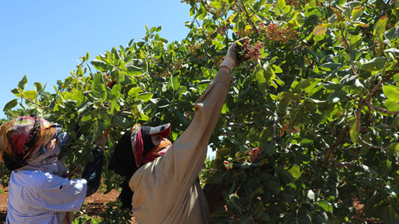 Antep Fıstığı Sektöründe Yüksek Devlüp Fiyatlarına Tepki Yağıyor!