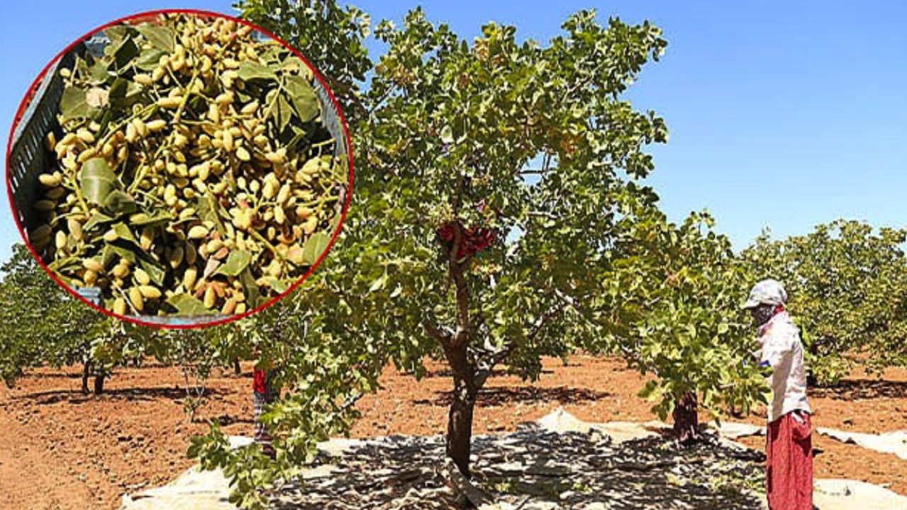 Gaziantep’te boz fıstık fiyatları kesinleşti: İşte boz fıstık fiyatları