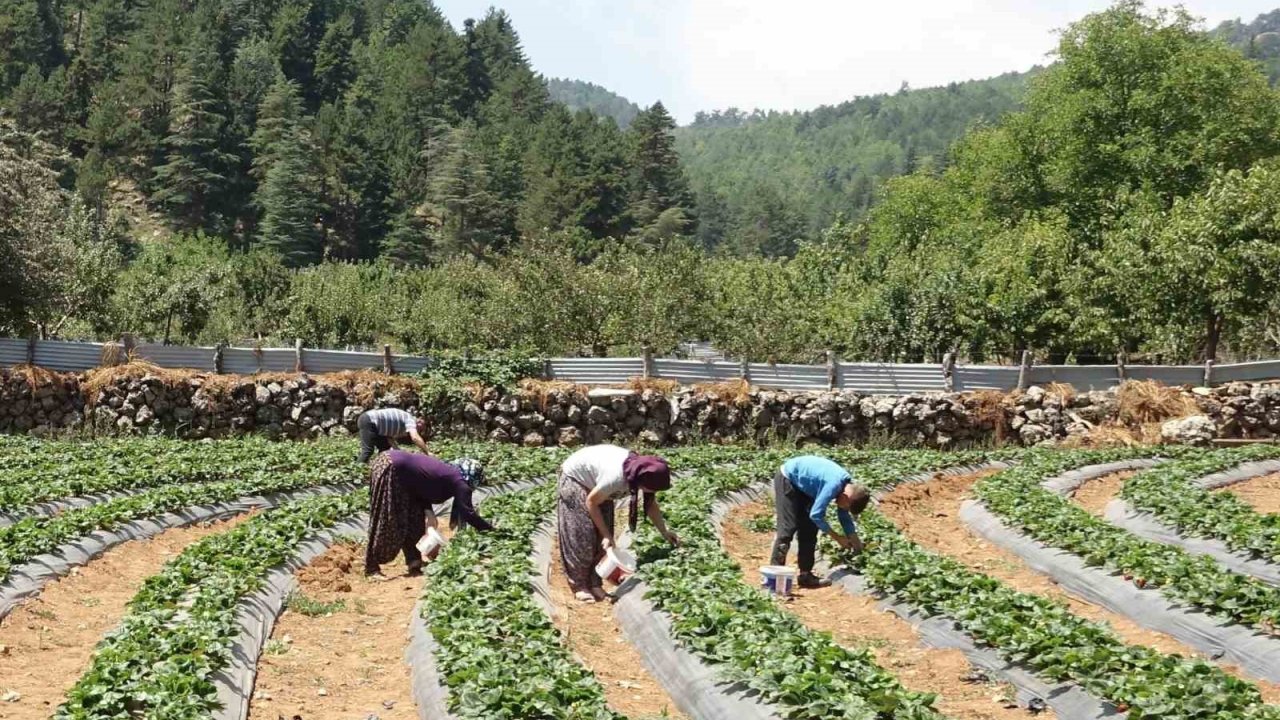 Gaziantep ve Türkiye Bu Kadınları Konuşuyor! DEV HASAD BAŞLADI