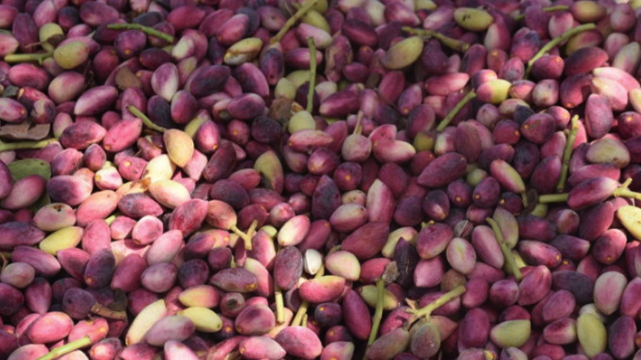 Umudumuz Antep Fıstığında...