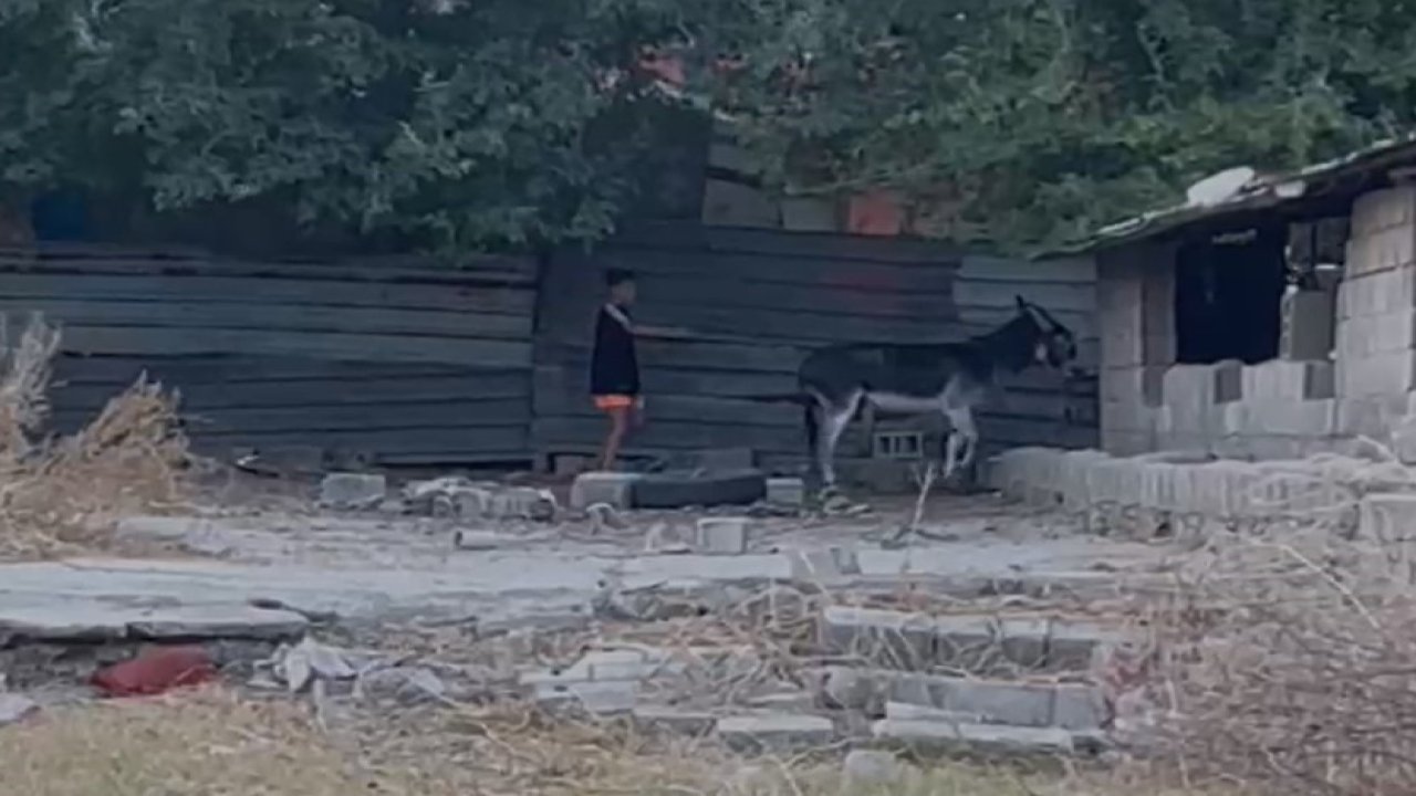 Gaziantep'ten de Tepki Yağmıştı! Şiddete maruz kalan eşeğe Gaziantepli Vatandaş Sahip Çıktı