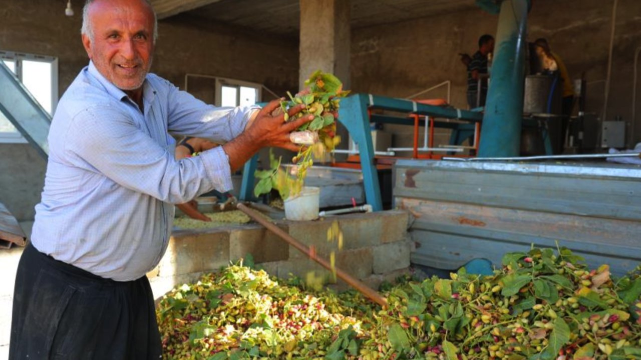 Kahramanmaraş’ta DEV HASAT BAŞLADI! Kilosu Tarlada 200 TL