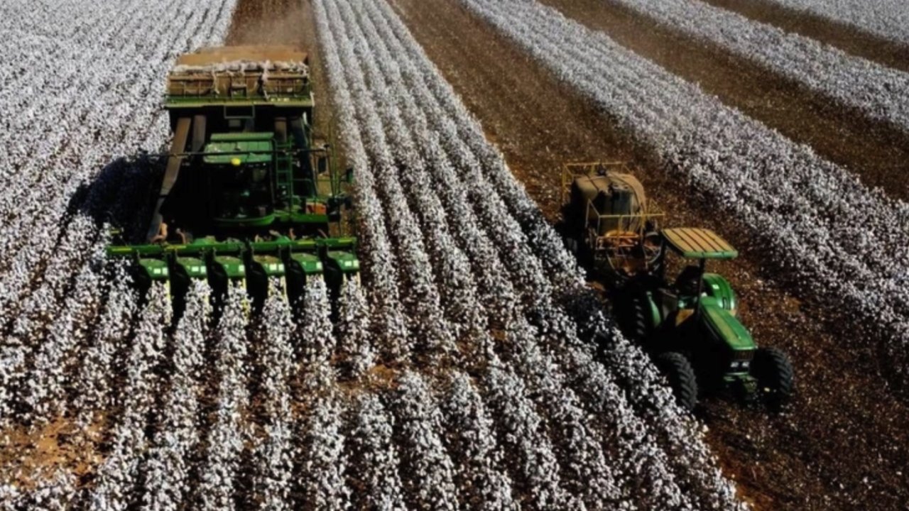 Gaziantep'te Beyaz Altında Hasat Başladı: Rekor Verim Yüzleri Güldürdü... AMA FİYATI