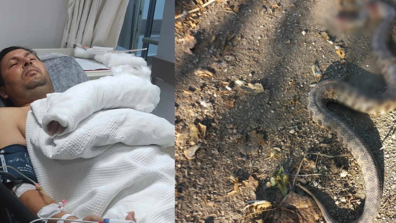Zeytin toplarken dünyanın en zehirli yılanı soktu