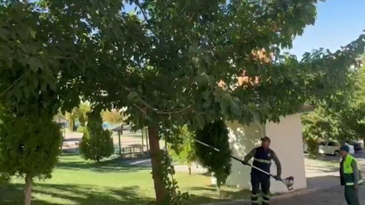 Şahinbey’de budanan ağaçlar ihtiyaç sahiplerine yakacak oluyor