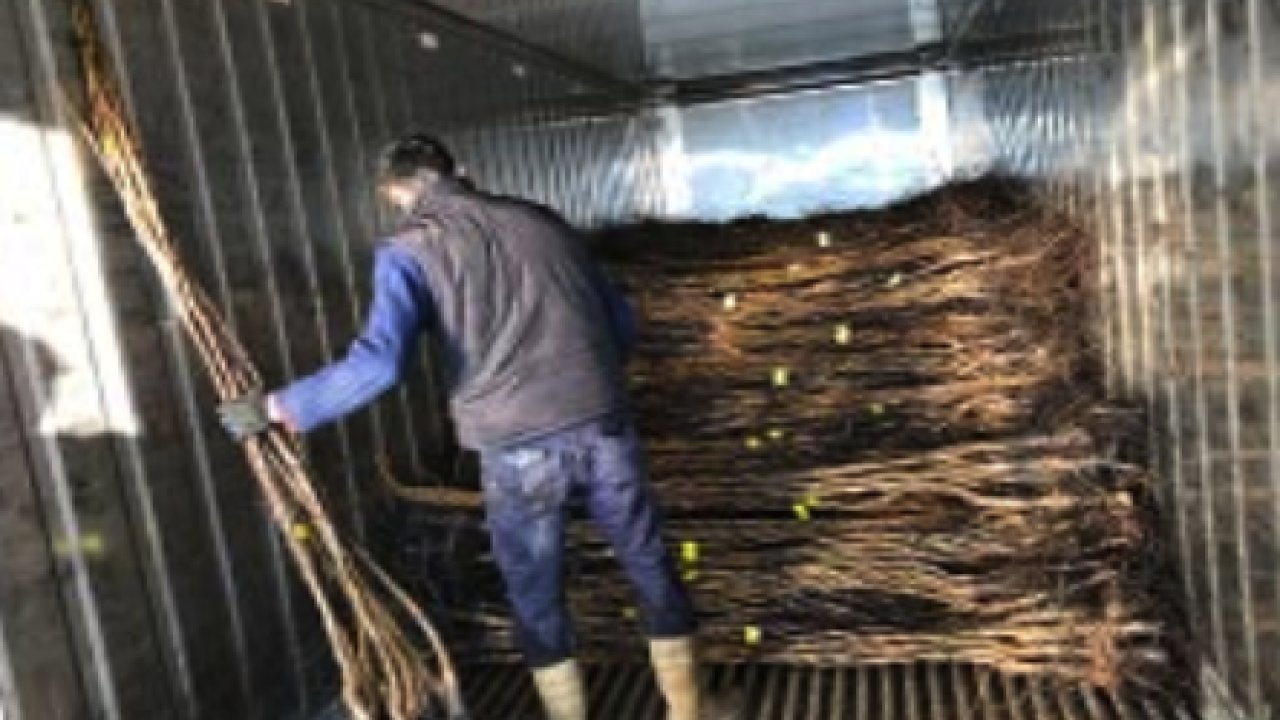 Chandler Ceviz Fidanı ile Verimli Bahçeler