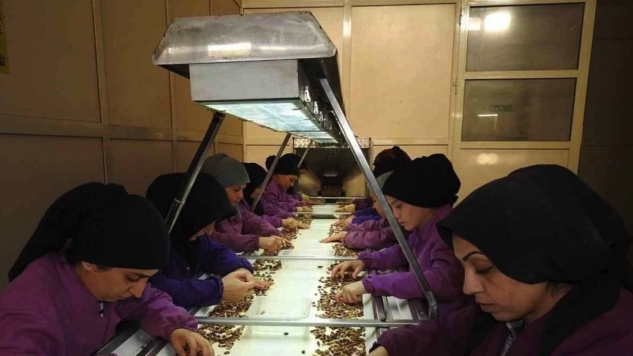 Gaziantep'te Bomba İddia! Antep Fıstığı'nda Aflatoksin Dedikoduları Bir Oyun mu? Kimlere Zemin Hazırlanıyor?