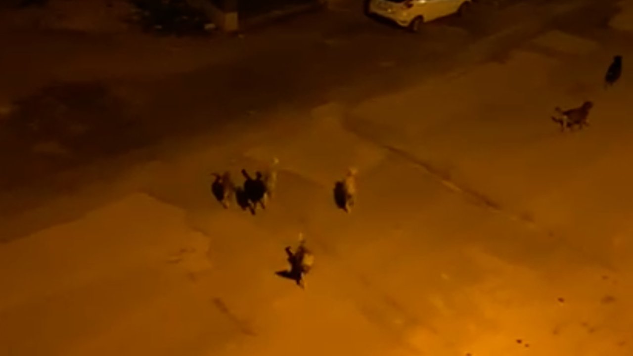 Nizip'te Köpekler Sokakta, Aileler ve Çocuklar Korkuda