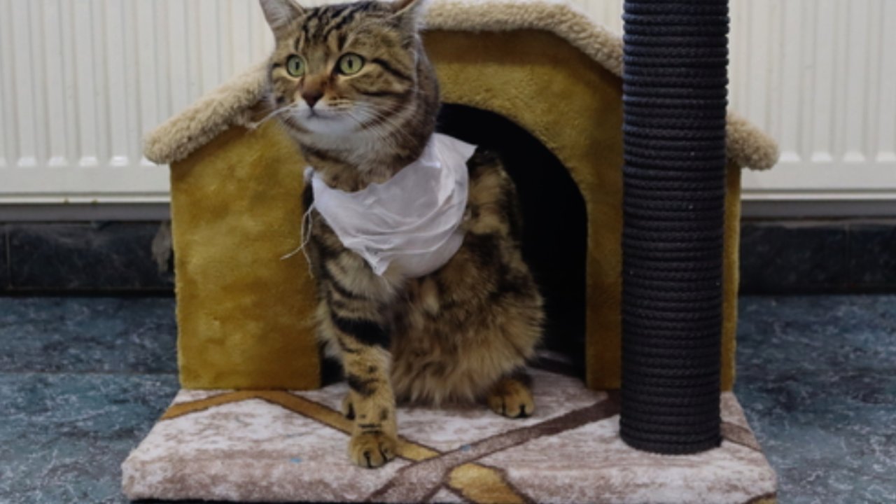 Gaziantep'te veteriner hekim tedavi ederek hayata bağladığı "Gazoz"u sahiplendi