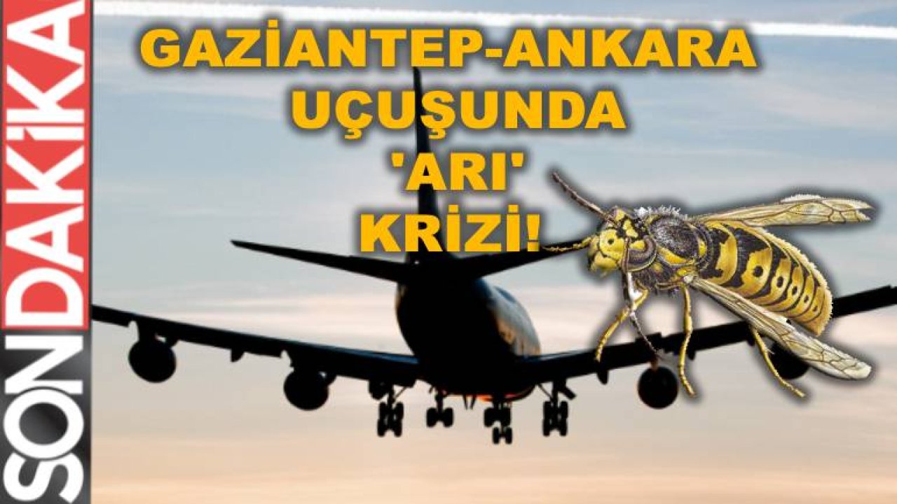 Gaziantep-Ankara Uçuşunda 'ARI' Krizi!