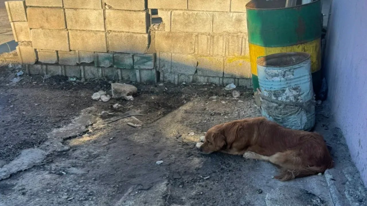 Gaziantep Ne Zaman Bu Kadar Acımasız Oldu? Köpeğin Bacaklarını Kırdılar