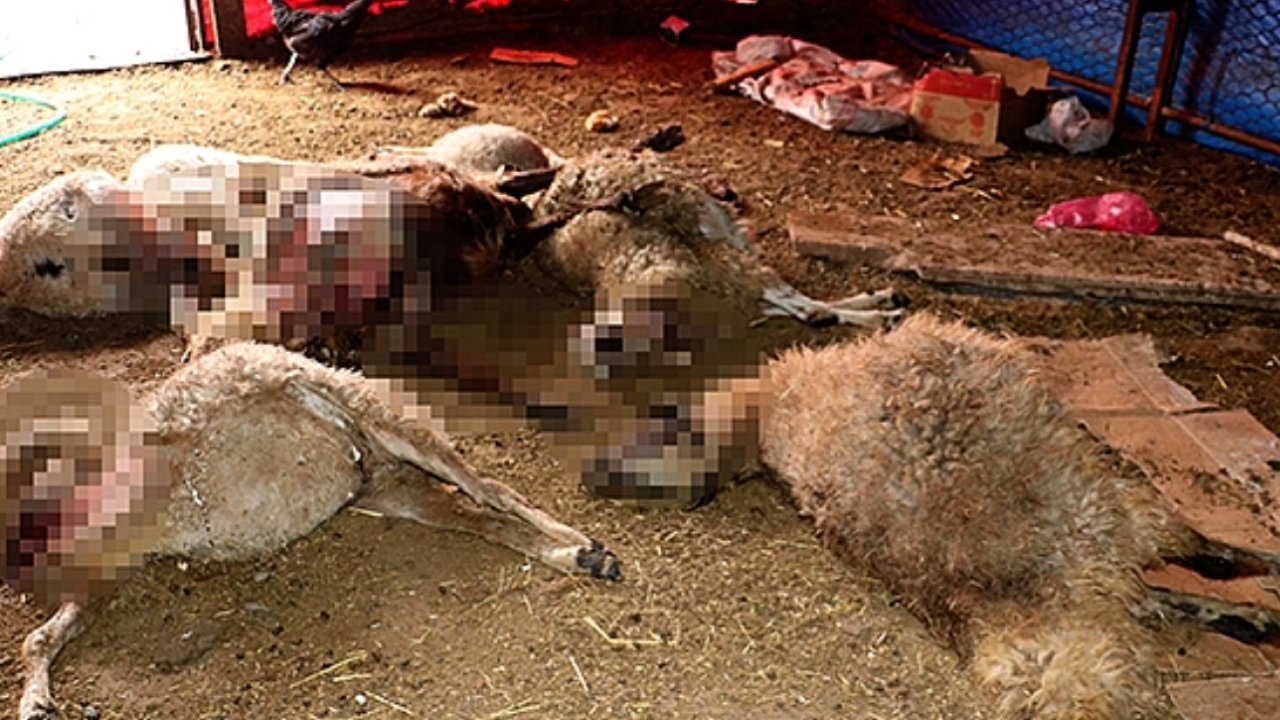 Gaziantep'te ağıla giren kurt 40 koyunu telef etti