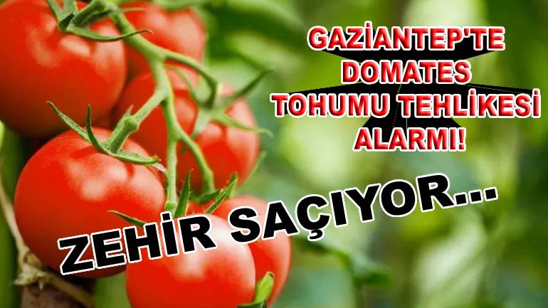 Gaziantep'te Domates Tohumu Tehlikesi Alarmı: 'Tüketen hasta oluyor, her şeyi kurutuyor!'