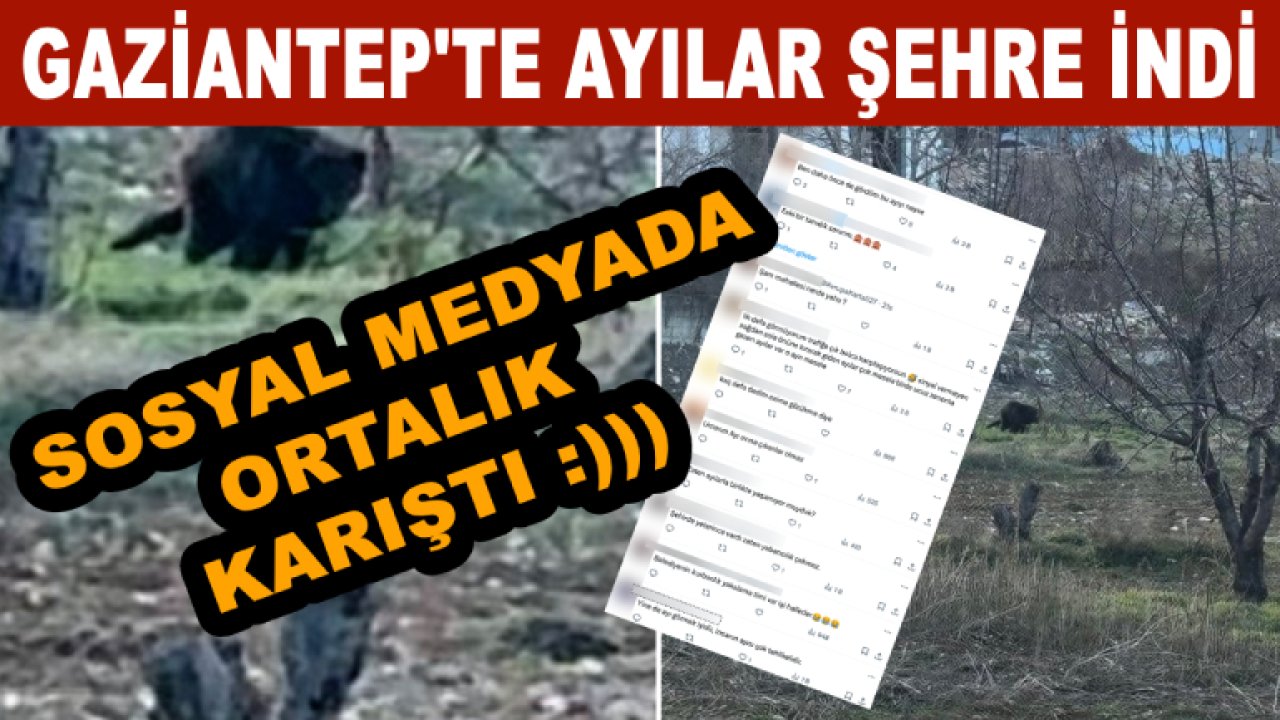 Gaziantep'te Ayılar Köye İndi! Sosyal Medyada Ortalık Karıştı :)))