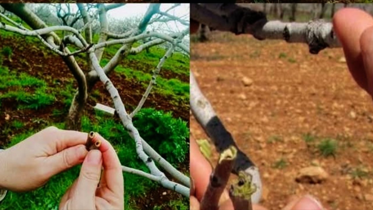 Antepfıstığında Kara Göz Kurdu Tehdidi!