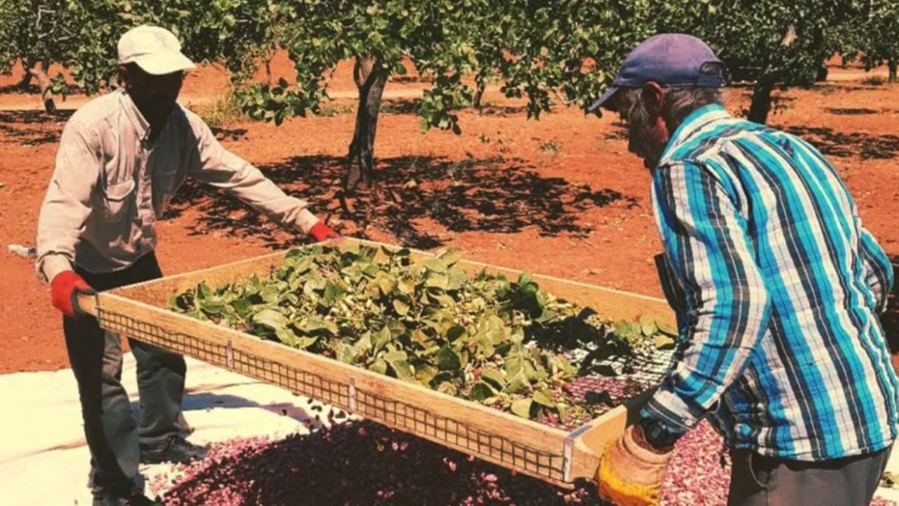 Gaziantep'te güncel fıstık fiyatları açıklandı!