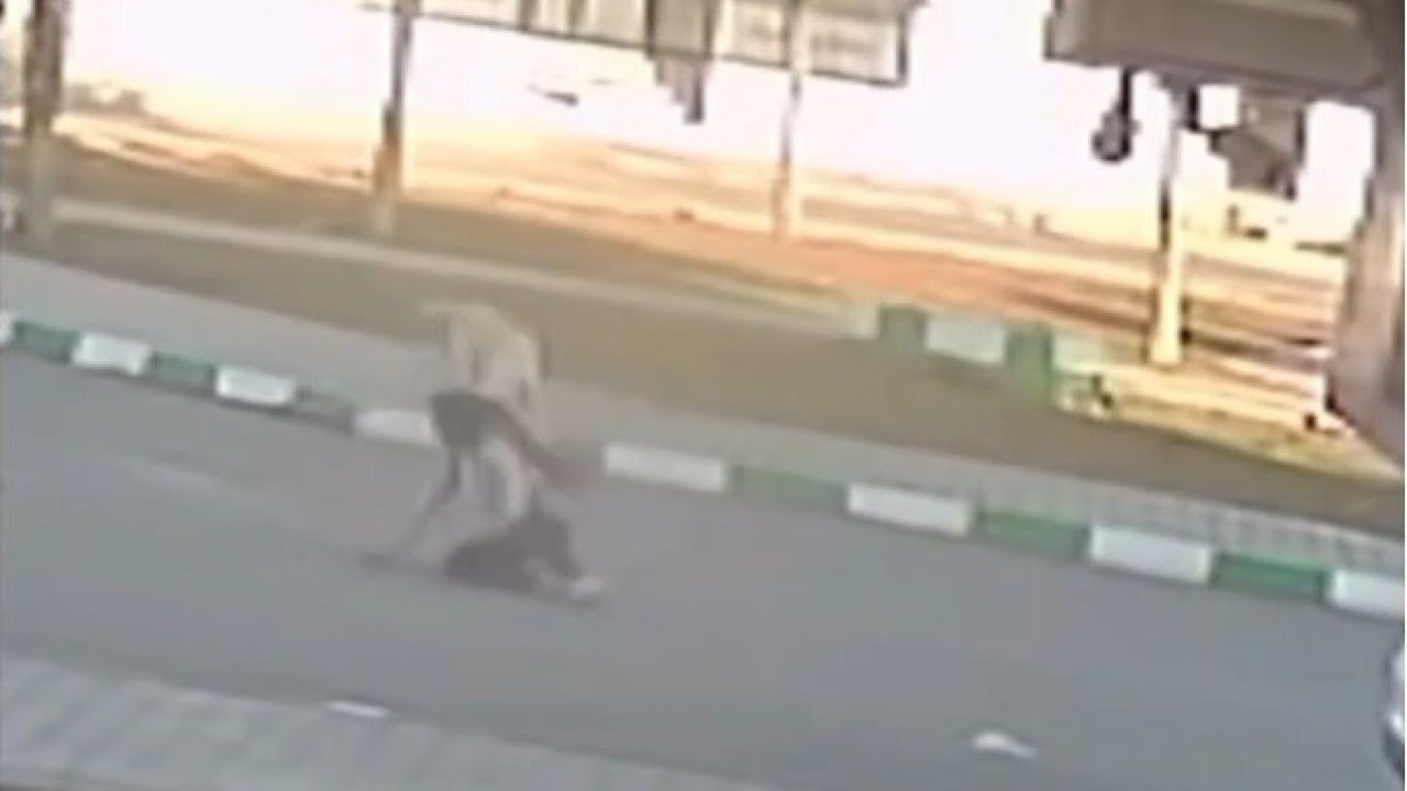 Gaziantep’te 3 öğrenciye sokak köpekleri saldırdı... Çocuklar Ölümden Döndü