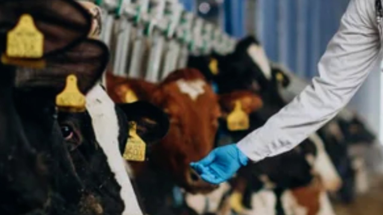 Veteriner Klinikleri İçin Dijital Çözümler ve Verimlilik