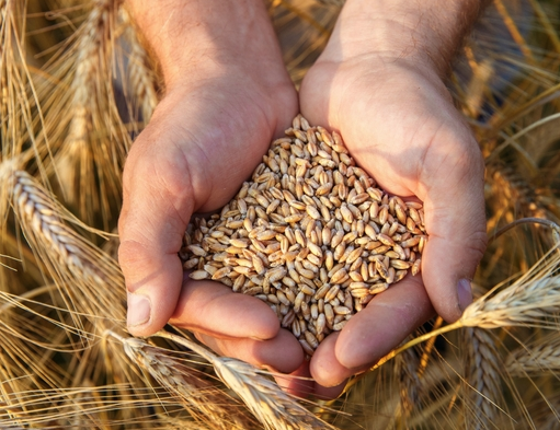 Gaziantep Tarım Ürünleri Salon Satış Fiyatları Açıklandı! İşte 27 Mart 2025 Güncellemesi