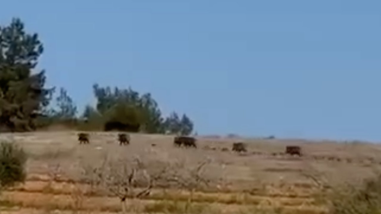 Gaziantep'te Domuz Sürüsü Görüldü