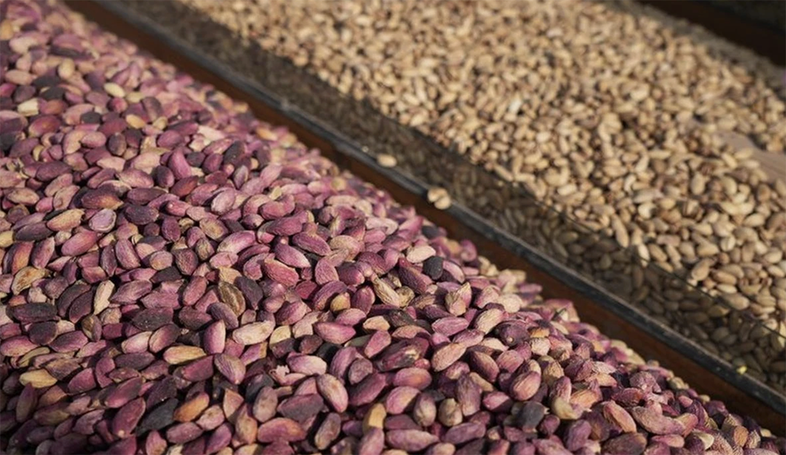 Fıstık Rekabetinde Şanlıurfa Zirveye Çıkıyor: Gaziantep'in Liderliği Son Buldu!