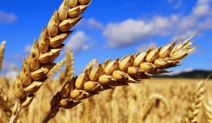 Gaziantep’te Buğday, Arpa, Kırmızı Mercimek ve Mısır 03 Nisan 2025 Tarım Ürünleri Satış Fiyatları Açıklandı!