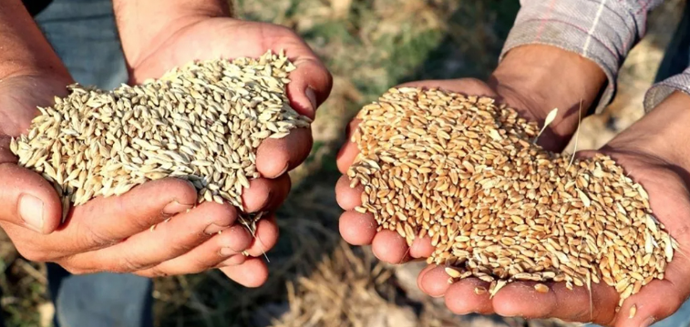 Gaziantep Ticaret Borsası'nda 5 Nisan 2025 Ürün Fiyatları Açıklandı: Mercimek Zirvede!