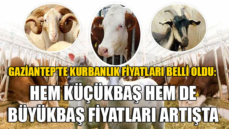 Gaziantep'te Kurbanlık Fiyatları Belli Oldu: Hem Küçükbaş Hem de Büyükbaş Fiyatları Artışta