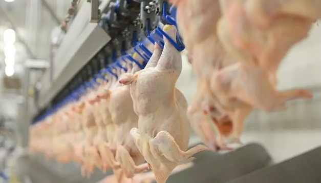 Gaziantep'te En Çok Yenilen Tavuk Markasında Ölümcül Virüs