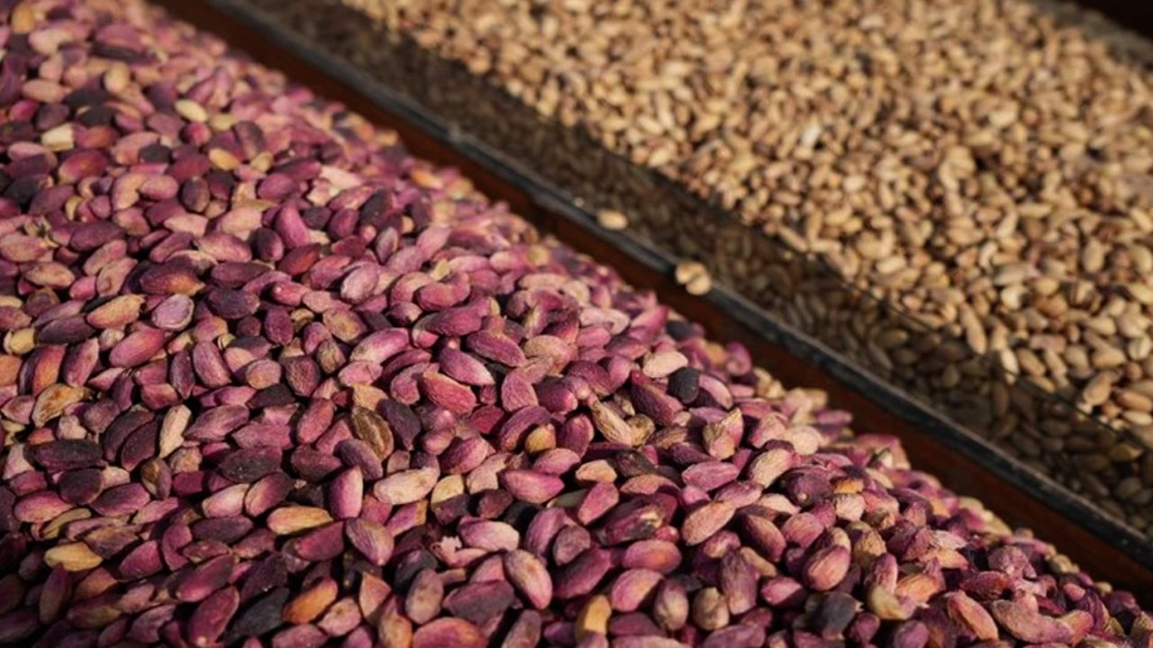 Fıstıkta Zirve Yarışı! Antep mi Önde, Urfa mı?