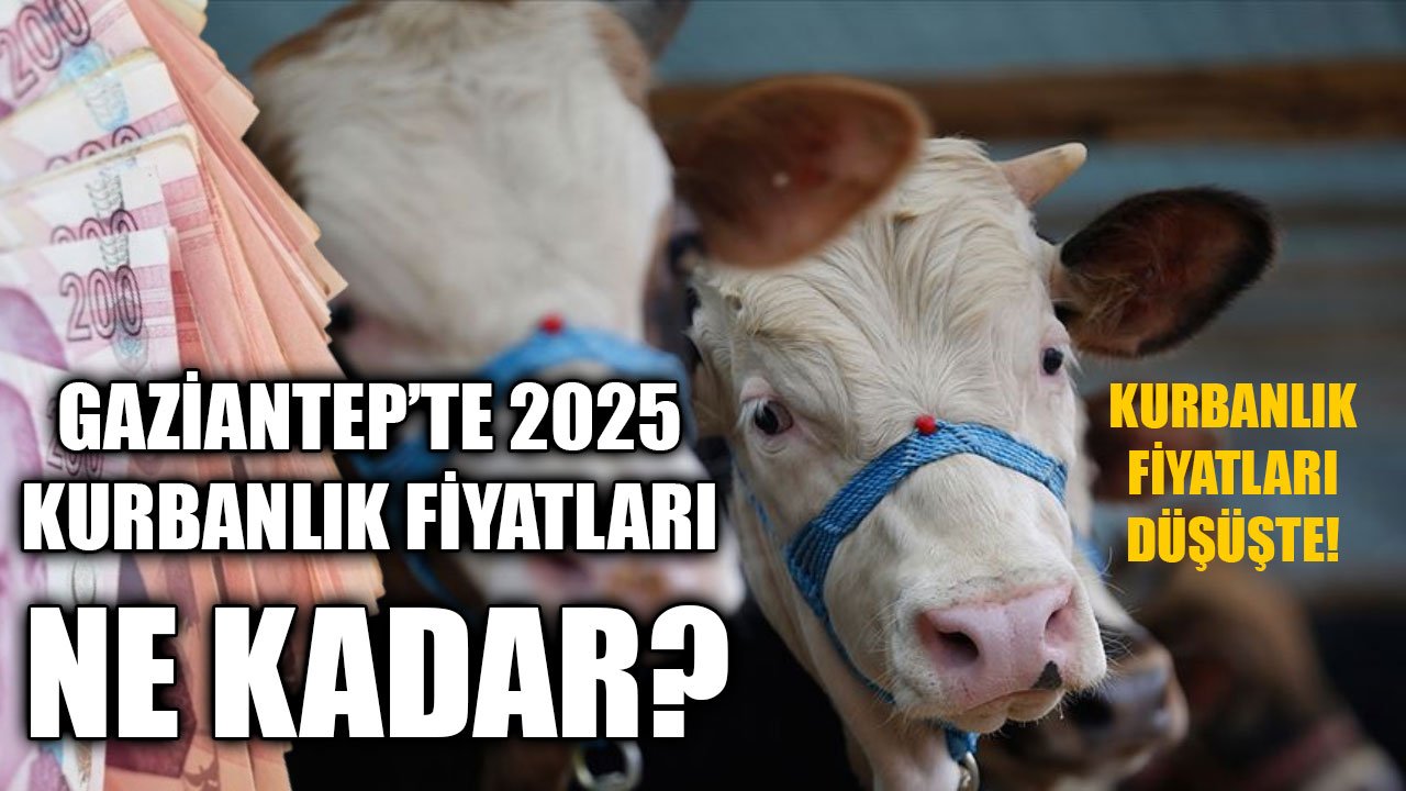 Kurbanlık Fiyatları Düşüşte! Gaziantep’te 2025 Kurbanlık Fiyatları Ne Kadar?