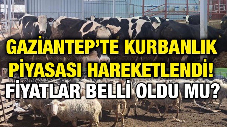 Gaziantep’te Kurbanlık Piyasası Hareketlendi! Fiyatlar Belli Oldu Mu?