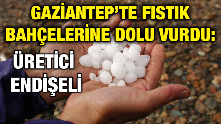 Gaziantep’te Fıstık Bahçelerine Dolu Vurdu: Üretici Endişeli