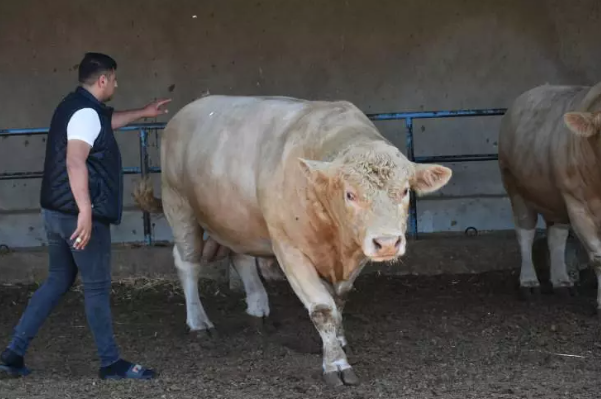 Gaziantep’te Kurbanlık Fiyatları Belli Oldu! İşte 2025’e Özel Güncel Rakamlar ve Detaylar