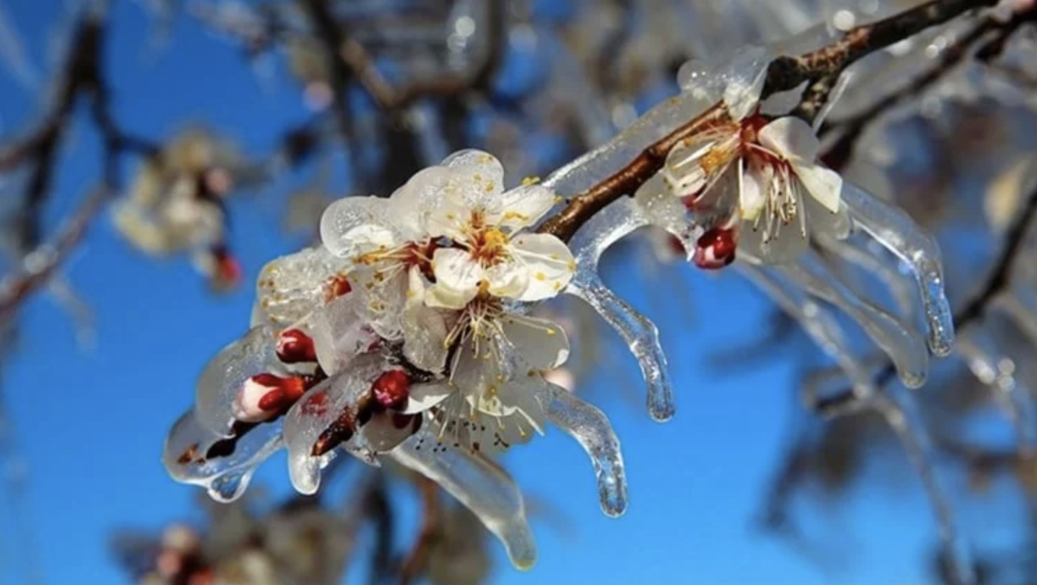 Gaziantep'te Son 30 Yılın En Büyük Zirai Don Felaketi!