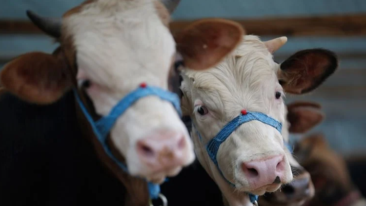 Gaziantepliler Dikkat! Cansuyu Derneği 2025 Kurban Hisse Fiyatlarını Açıkladı: Gazze 16 Bin TL, Afrika 4.500 TL