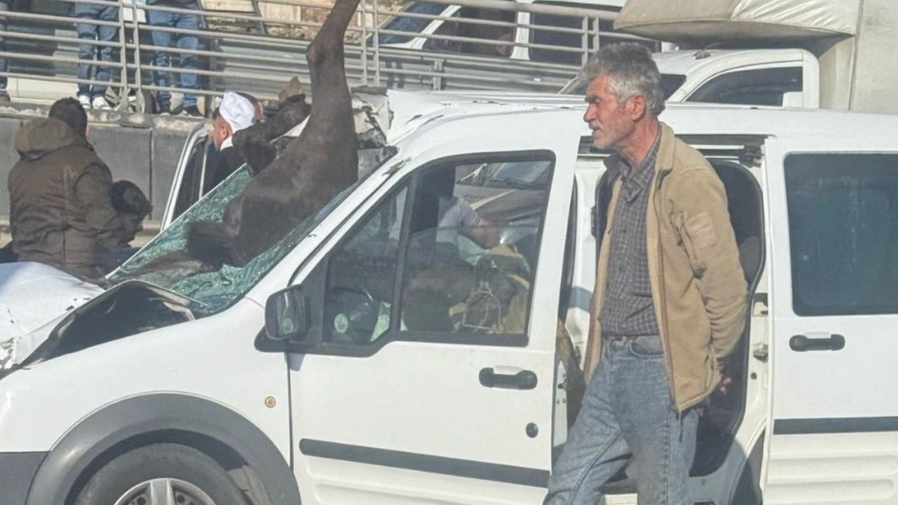 Film Sahnesi Gibi Kaza! Gaziantep’te Arabanın Üzerine Gökten At Düştü