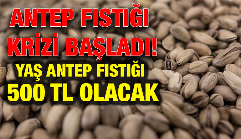 Antep Fıstığı Krizi Başladı! Yaş ANTEP FISTIĞI 500 TL olacak