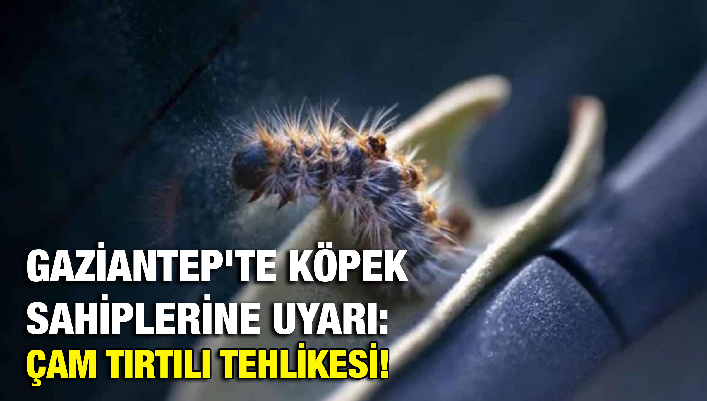 Gaziantep'te Köpek Sahiplerine Uyarı: Çam Tırtılı Tehlikesi!