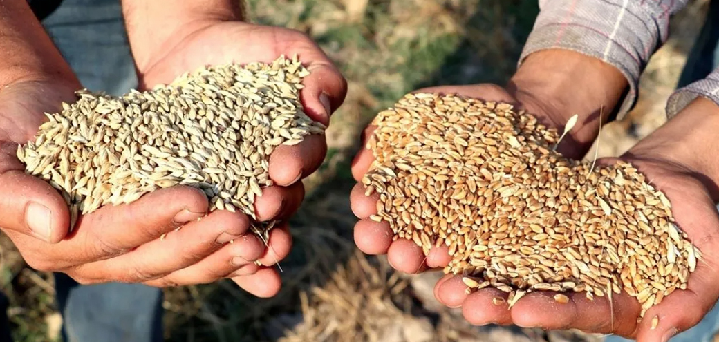 Gaziantep Ticaret Borsası 18 Nisan 2025 Mercimek, Arpa, Mısır ve Buğday Fiyatlarını Açıkladı