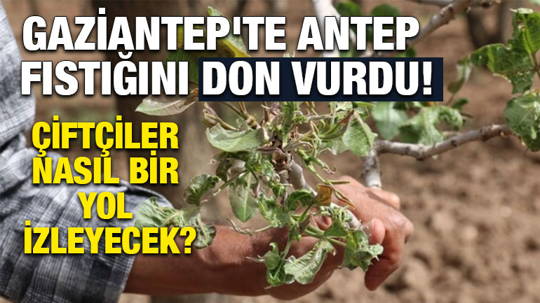 Gaziantep'te Antep Fıstığını Don Vurdu! Çiftçiler Nasıl Bir Yol İzleyecek?
