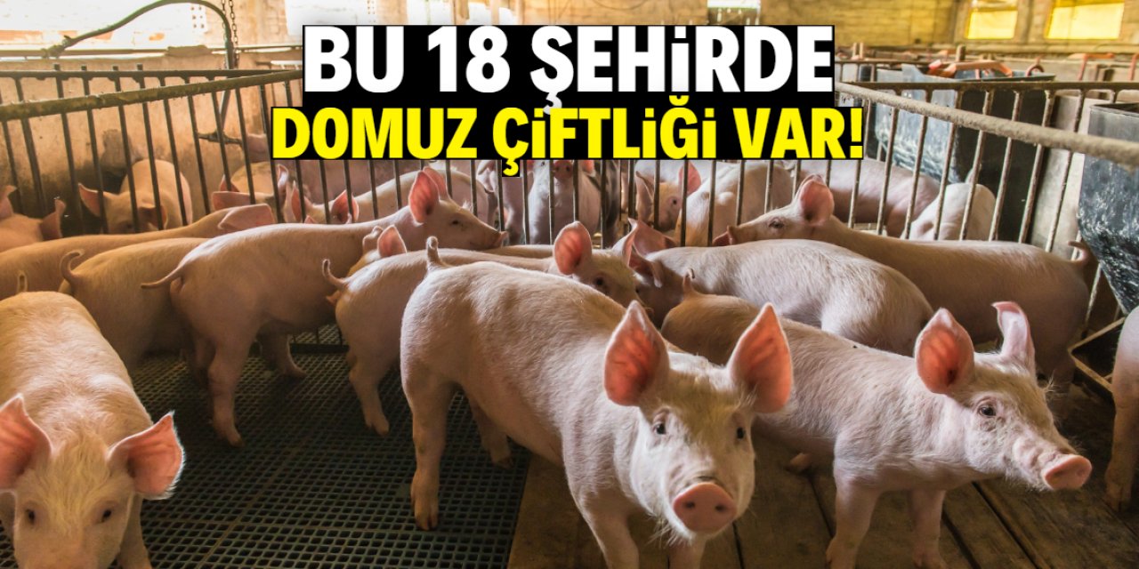 Gaziantep'te Var mı? Türkiye'de Domuz Çiftliği Olan 18 Şehirde Durum Ne?