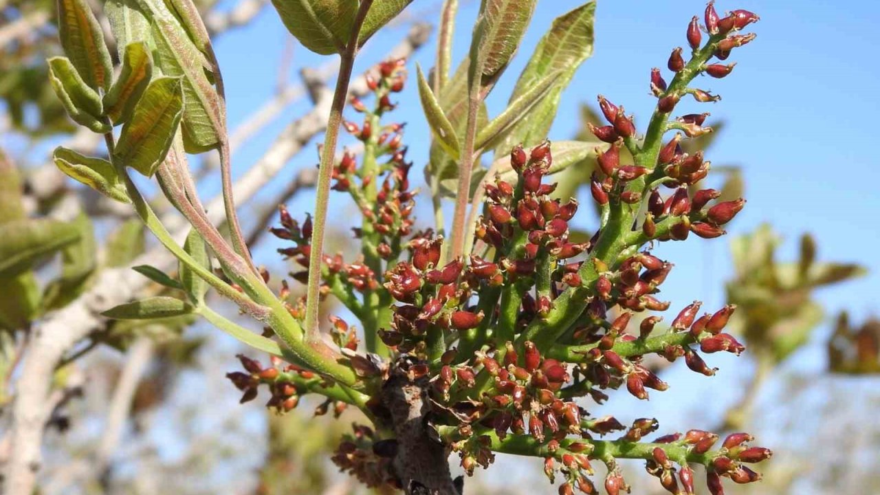 Antep fıstığında zirai don tehlikesinin geçmesi rahat nefes aldırdı