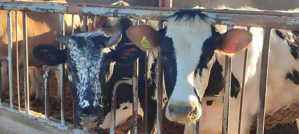 Gaziantep’te Kurbanlık Fiyatları Nasıl? Zam Var mı?