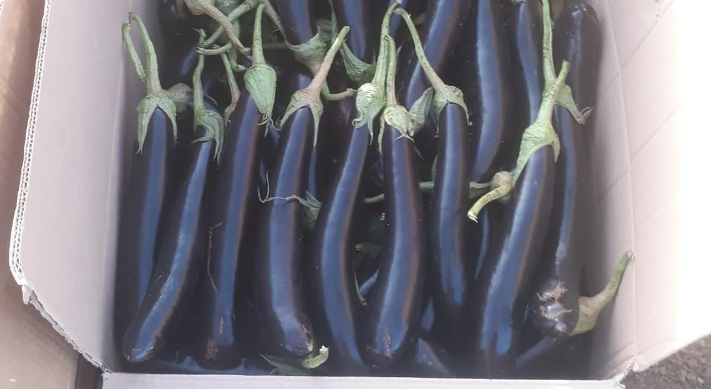 Gaziantep'te Yaz Gelmeden Fiyatlar Düştü: Patlıcan 18 TL’ye Geriledi!