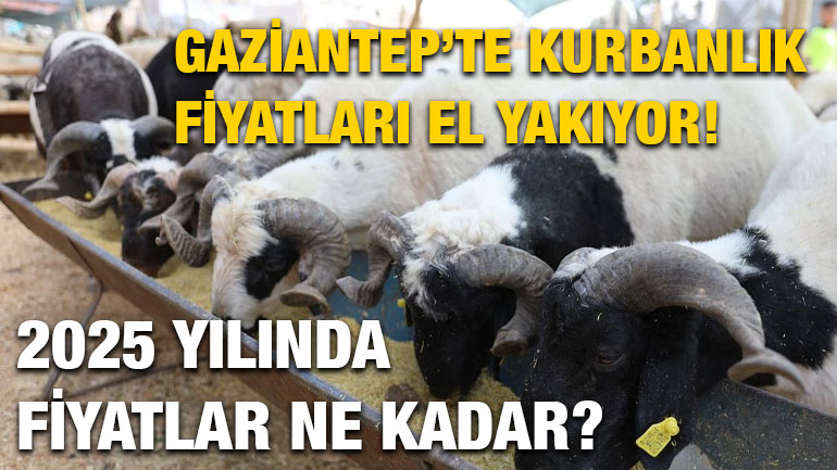 Gaziantep’te Kurbanlık Fiyatları El Yakıyor! 2025 Yılında Fiyatlar Ne Kadar?