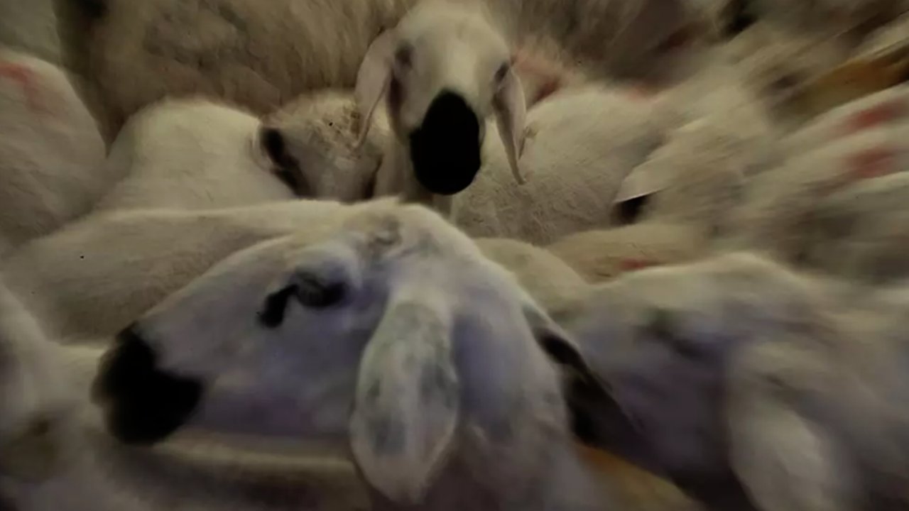 Kurban Kesme Fiyatları Ne Kadar Oldu! Diyanet'ten Kurban Fiyatı Açıklaması